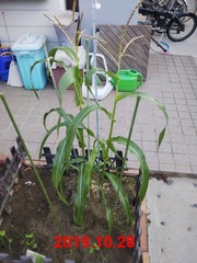 20191108_4.jpg